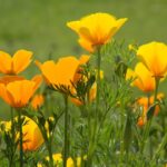 california poppies