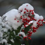 berries covered in snow